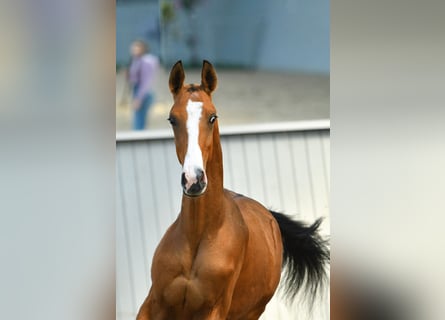 Akhal-Teke, Hengst, 3 Jaar, Brauner