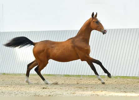 Akhal-Teke, Hengst, 3 Jaar, Bruin