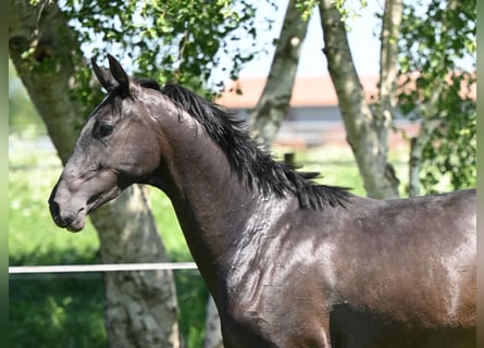 Akhal-Teke, Hengst, 3 Jaar, Zwartbruin