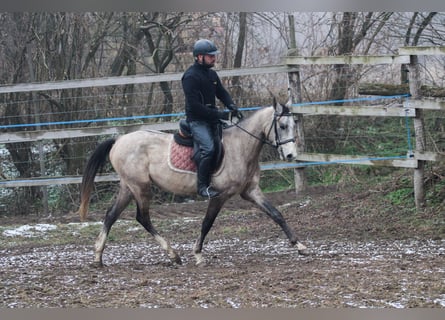 Akhal-Teke, Hengst, 4 Jaar, 158 cm, Schimmel