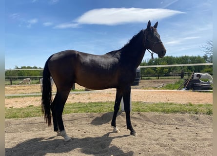 Akhal-Teke, Hengst, 4 Jaar, 160 cm, Donkerbruin