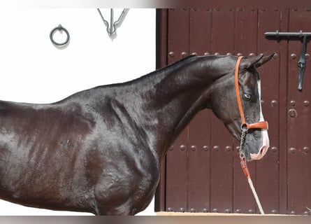 Akhal-Teke, Hengst, 4 Jaar, 162 cm, Zwart