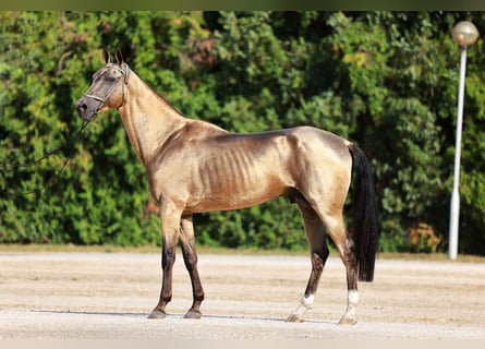 Akhal-Teke, Hengst, 8 Jaar, Buckskin