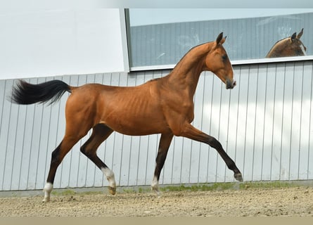 Akhal-Teke, Hingst, 3 år, Brun