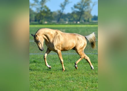 Akhal-Teke, Hingst, 3 år, Svart