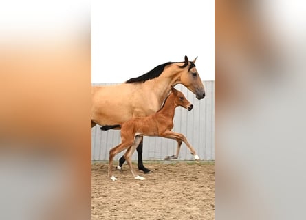 Akhal-Teke, Hingst, Föl (04/2024), Brun