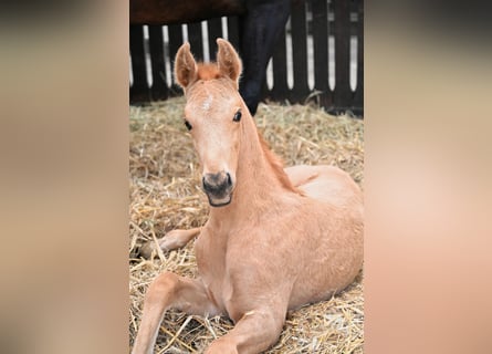 Akhal-Teke, Hingst, Föl (02/2024), Cremello