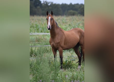 Akhal-Teke, Hongre, 4 Ans, 165 cm, Bai
