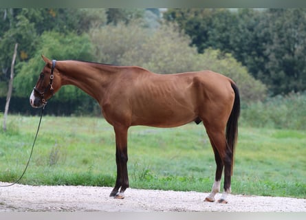 Akhal-Teke, Hongre, 4 Ans, 165 cm, Bai cerise