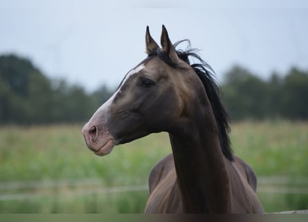 Akhal-Teke, Hongre, 5 Ans, 165 cm, Buckskin