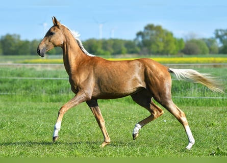 Akhal-Teke, Jument, 4 Ans, 160 cm, Palomino