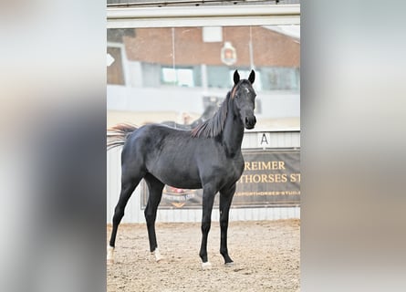 Akhal-Teke Croisé, Jument, 4 Ans, 161 cm, Noir