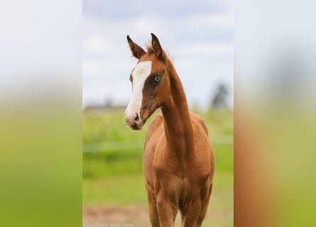 Akhal-Teke, Mare, 1 year, 14 hh, Chestnut-Red