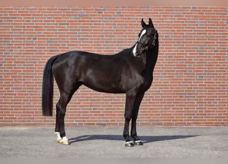 Akhal-Teke Mix, Mare, 3 years, 15.3 hh, Black