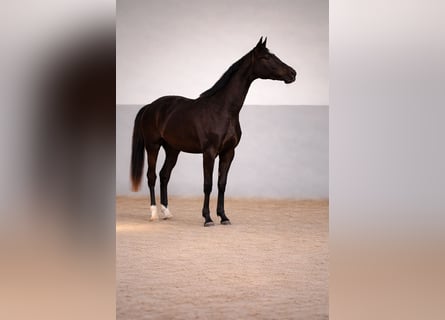 Akhal-Teke Mix, Mare, 3 years, 16.1 hh, Brown