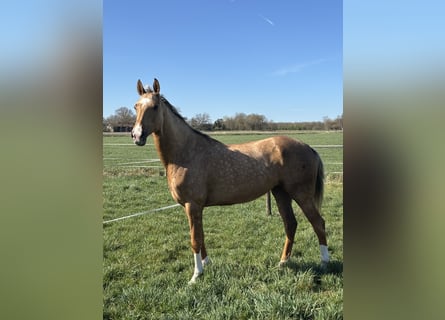 Akhal-Teke, Mare, 6 years, 15.2 hh, Palomino