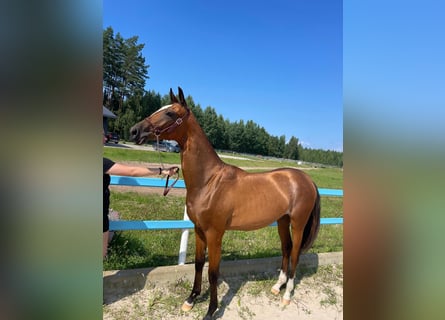 Akhal-Teke, Merrie, 1 Jaar, Roodbruin