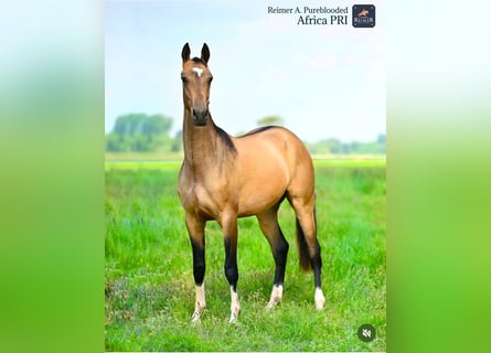 Akhal-Teke, Merrie, 3 Jaar, 154 cm, Buckskin