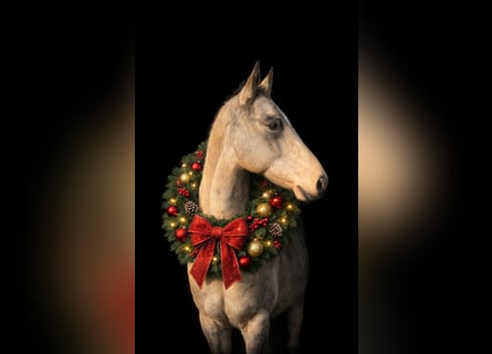 Akhal-Teke, Merrie, 7 Jaar, 156 cm, Buckskin