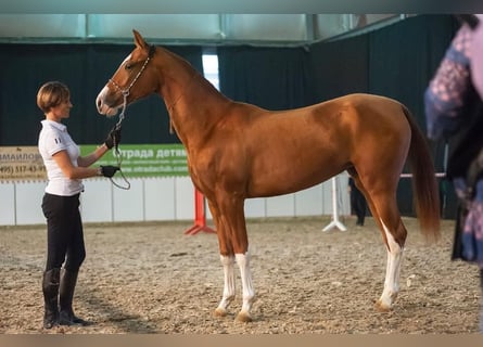 Akhal-Teke, Merrie, 9 Jaar, 158 cm, Donkere-vos