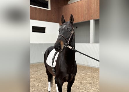 Akhal-Teke, Ruin, 4 Jaar, 154 cm, Zwartbruin