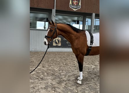 Akhal-Teke, Ruin, 4 Jaar, 165 cm, Bruin