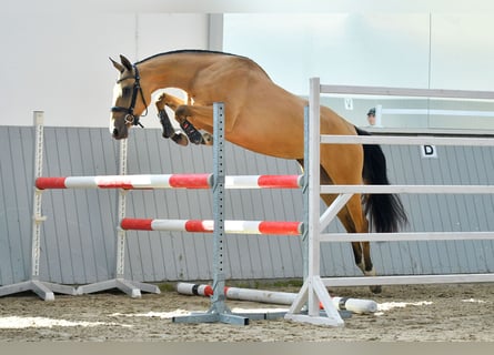 Akhal-Teke, Ruin, 4 Jaar, Zwart