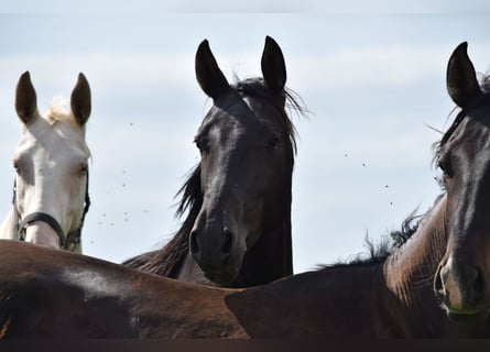 Akhal-Teke, Semental, 3 años, 162 cm, Negro