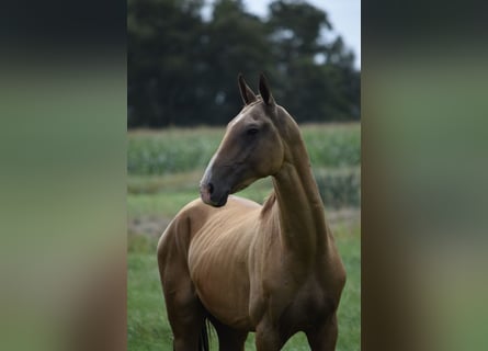 Akhal-Teke, Semental, 4 años, 160 cm