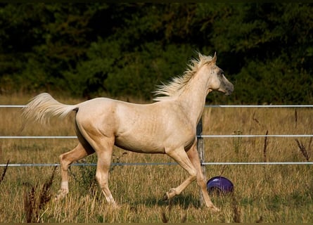 Akhal-Teke, Stallion, 1 year, 15,2 hh, Palomino