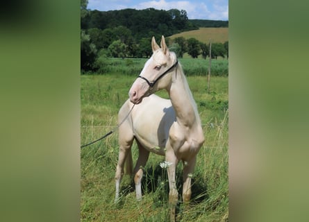 cremello akhal teke horse