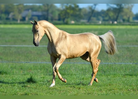 Akhal-Teke, Stallion, 2 years, Dun