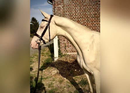 Akhal-Teke Mix, Stallion, 3 years, 15.2 hh, Cremello