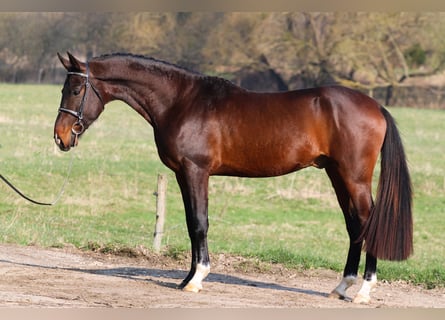 Akhal-Teke, Stallion, 5 years, 16 hh, Bay