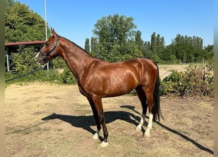 Akhal-Teke, Stallion, 7 years, 16 hh, Bay