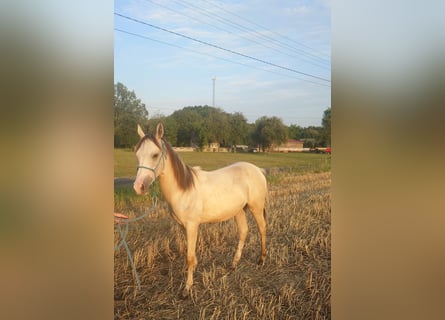 Akhal-Teke Mix, Stallone, 1 Anno, 158 cm, Pelle di daino