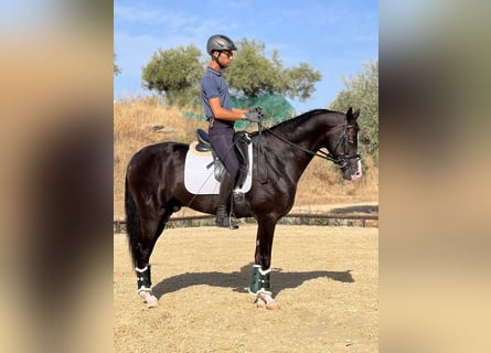 Akhal-Teke, Stallone, 4 Anni, 162 cm, Morello