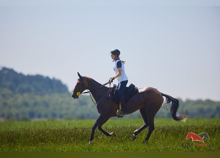 Akhal-Teke, Yegua, 12 años, 159 cm, Castaño