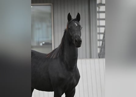 Akhal-Teke Mestizo, Yegua, 2 años, 156 cm, Negro