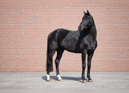 Akhal-Teke Mestizo, Yegua, 4 años, 161 cm, Negro