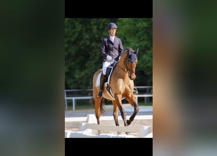 ***Aktuell***SUCHE RB mit Unterricht auf DRESSURPFERD
