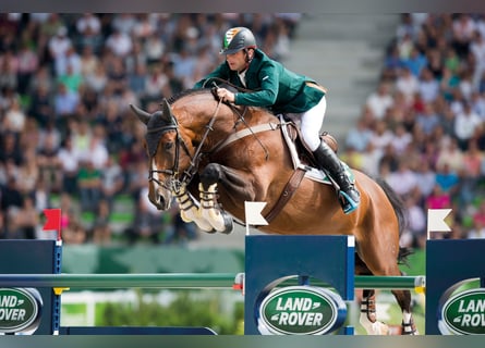 Hanoverian, Stallion, 22 years, 16,3 hh, Brown
