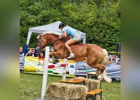 Haflinger, Hengst, 12 Jahre, 153 cm, Fuchs