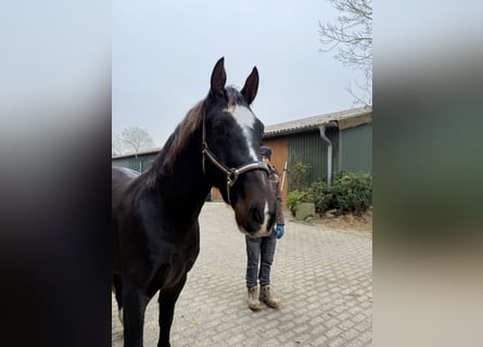 Alt Oldenburg, Gelding, 3 years, 16 hh