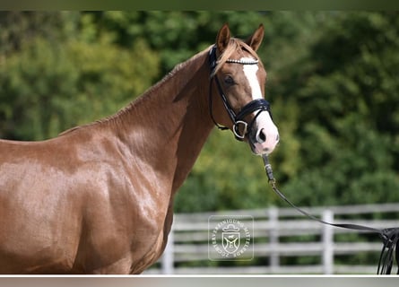Alt Oldenburg, Gelding, 4 years, 16,1 hh, Chestnut-Red