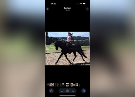 Alt Oldenburg, Mare, 10 years, 16 hh, Black