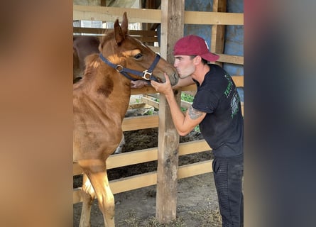 Alt Oldenburg Mix, Mare, 1 year, 13.2 hh, Brown