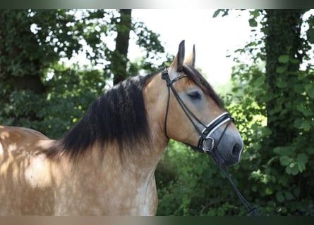 Alt Oldenburger, Stute, 9 Jahre, 15,1 hh