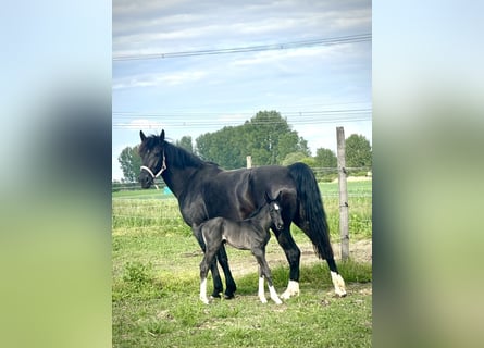 Alt Oldenburg, Mare, Foal (05/2026), 16.1 hh, Black