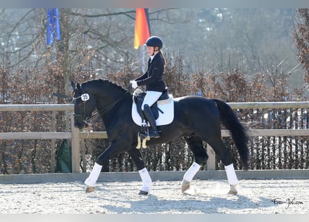 Alt Oldenburg, Stallion, 12 years, 16 hh, Black